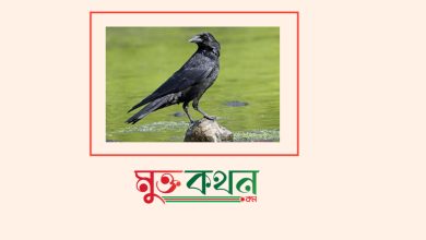 Photo of কাকের ডাক – মনির সরদার